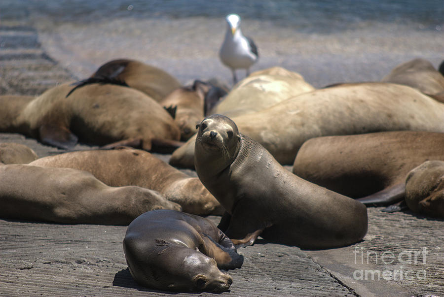 Harbor Seals - Monterey Photograph by John Greco