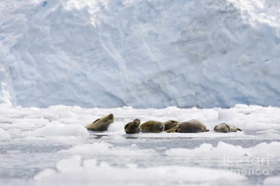 Harbor Seal Photograph - Harbor Seals near Meares Glacier by Tim Grams