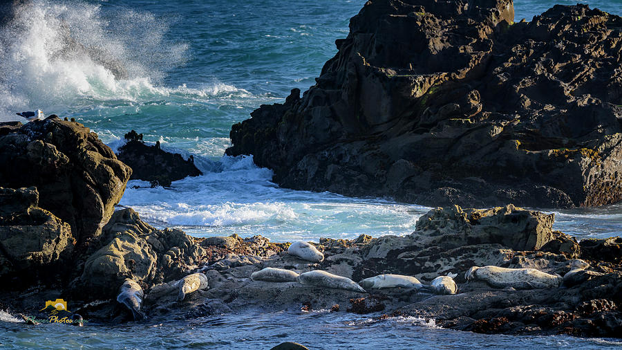 Harbor Seals on the Rocks Photograph by Jim Thompson