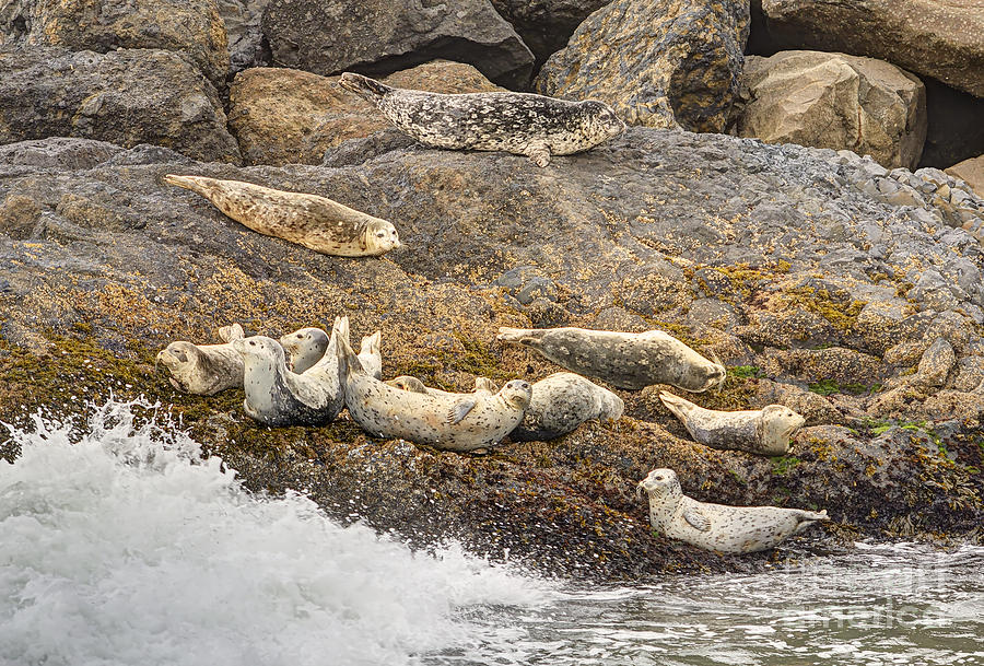Mammal Photograph - Harbor Seals Quarry Cove by Marv Vandehey