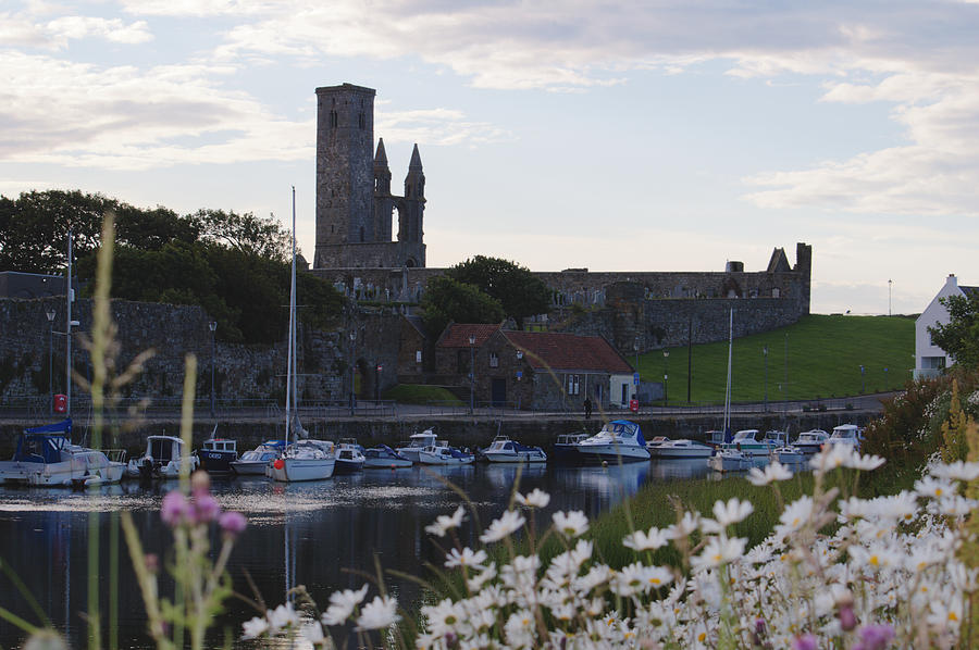 Harbour and Daisies Photograph by Adrian Wale