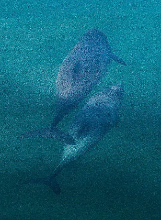 Harbour Porpoises Photograph - Harbour Porpoises by Will LaVigne
