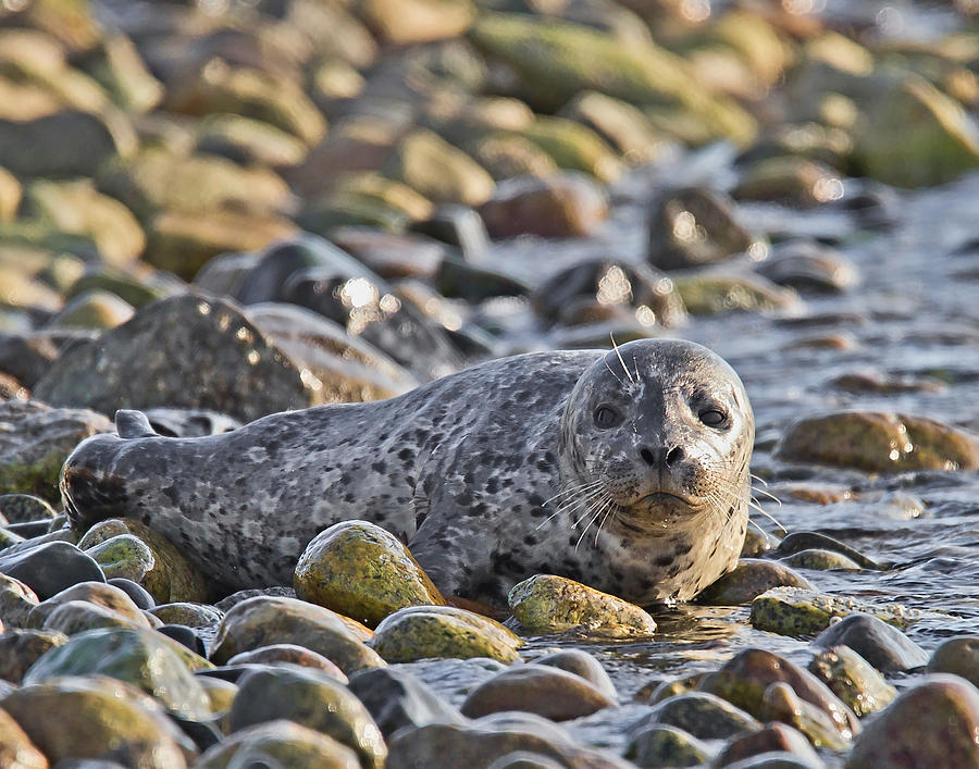 Harbour Seal Pup  Photograph by Carl Olsen