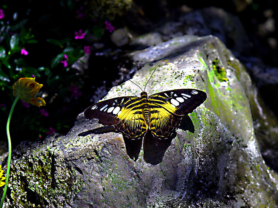 Hard Landing--Clipper Butterfly Photograph by Bob Johnson