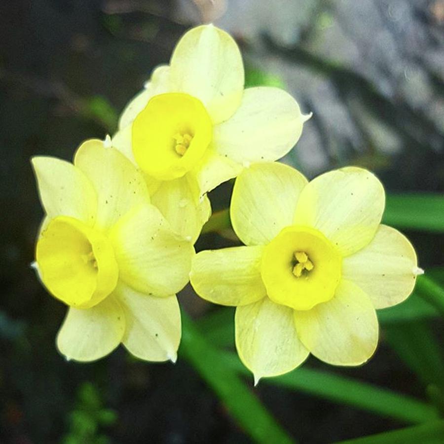 Flowers Photograph - Hard Not To Fill My Insta With #flowers by Dante Harker Flowers Photograph - Hard Not To Fill My Insta With #flowers by Dante Harker