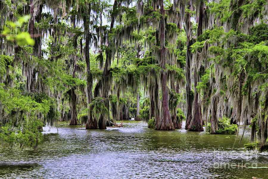 Hardwood Cypress Swamps Lake Martin  Photograph by Chuck Kuhn