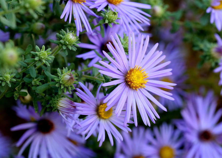 Hardy Blue Aster Flowers Photograph by Debi Dalio