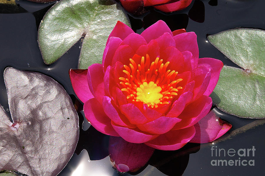 Flower Photograph - Hardy  Day Water Lily by Rich Walter
