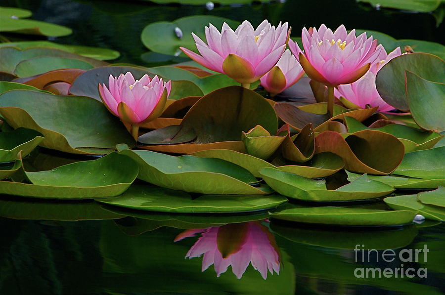 Hardy Pink Water Lilies Photograph by Byron Varvarigos