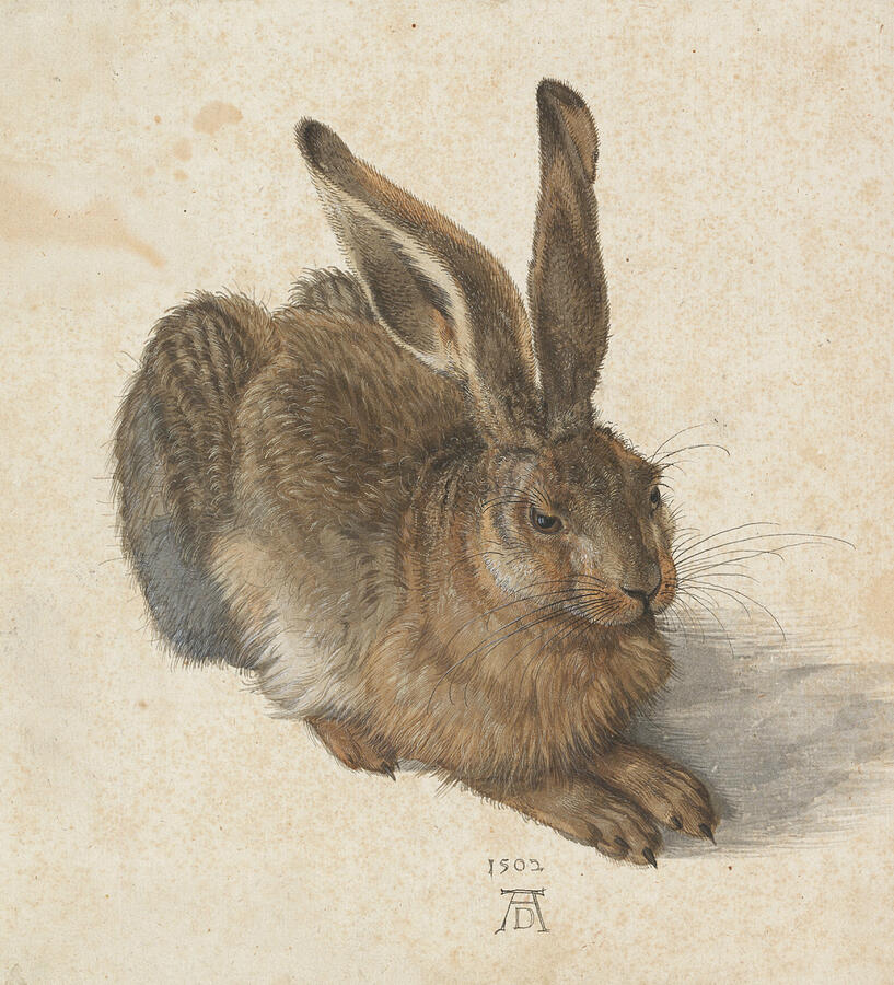 Albrecht Durer Painting - Hare, from 1502 by Albrecht Durer
