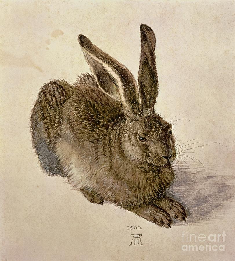 Animal Painting - Hare by Albrecht Durer