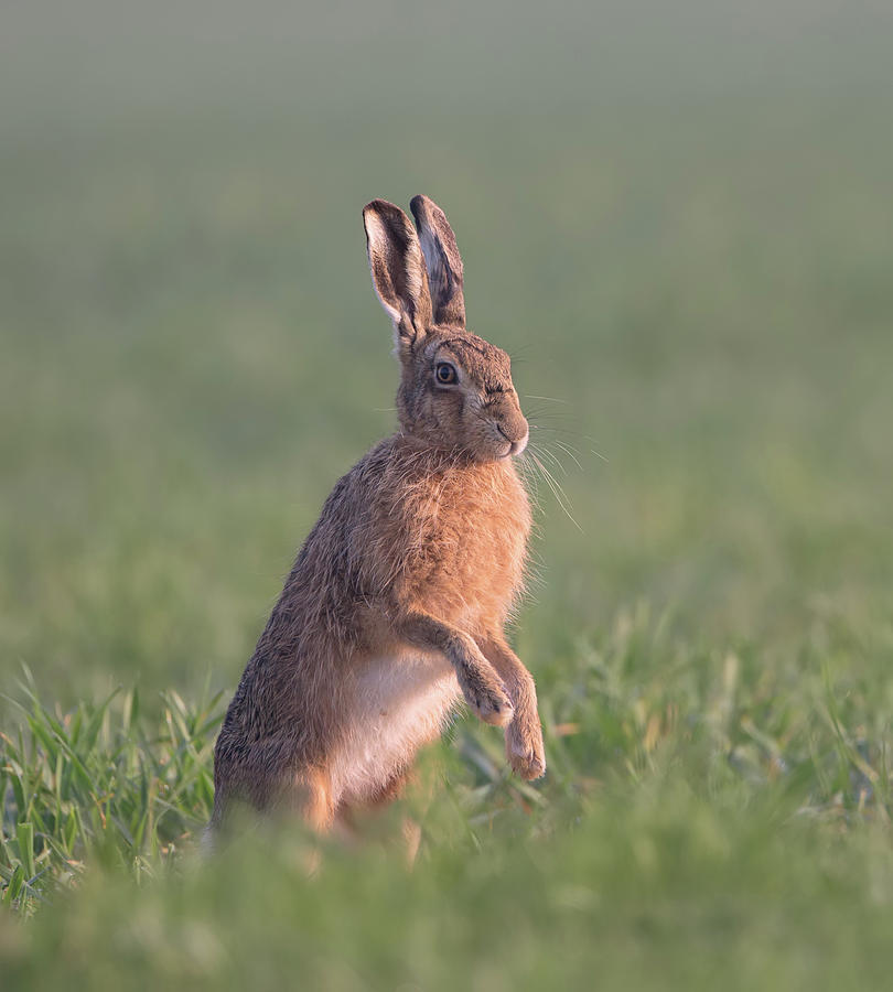 Hare At Dawn Photograph by Pete Walkden