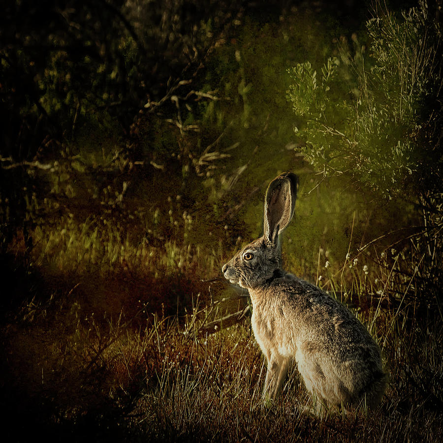 Hare Photograph by Belinda Greb