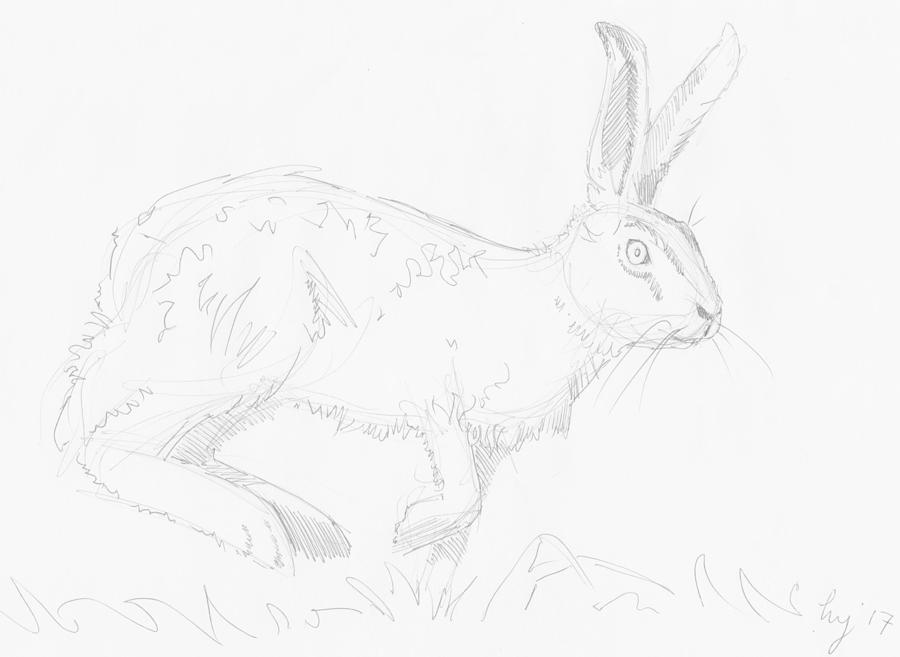 Hare drawing Drawing by Mike Jory