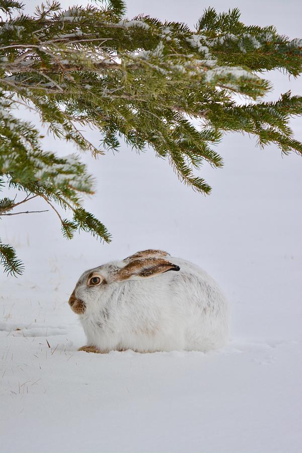 Winter Photograph - Hare I Am by Running J