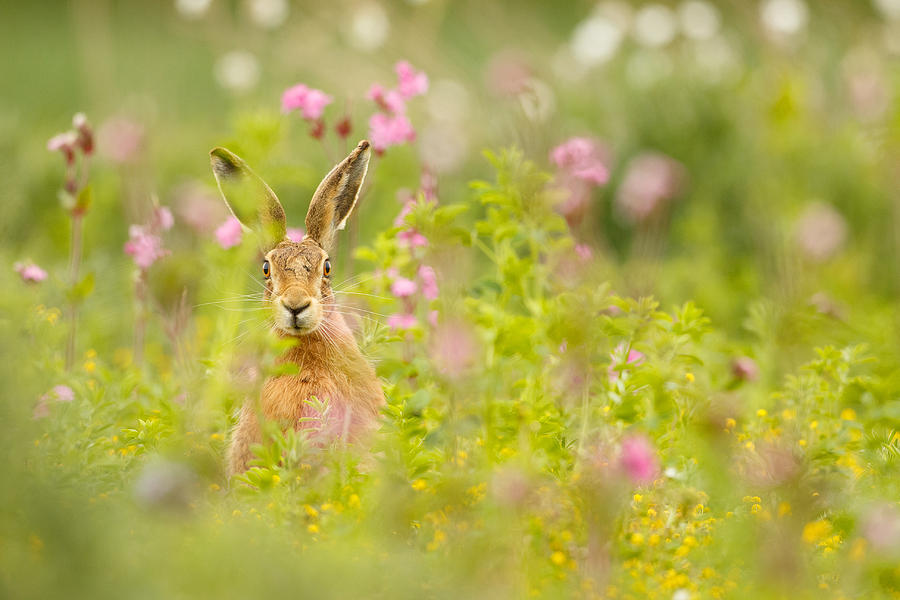 Hare in Campion by Simon Litten Hare in Campion by Simon Litten