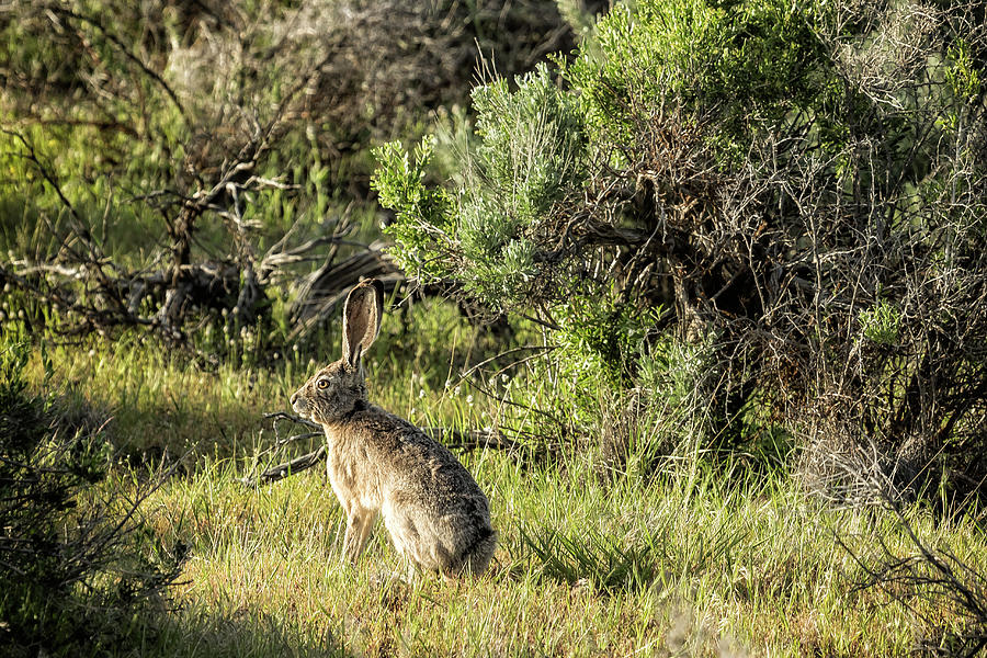 Hare in Late Afternoon Light Photograph by Belinda Greb