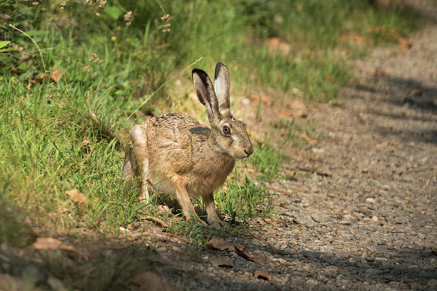 Animal Photograph - Hare in the woods by Fabrizio Malisan