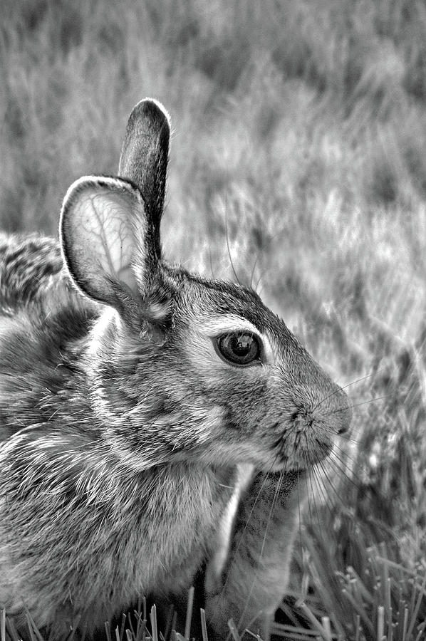 Hare Photograph by Jamieson Brown