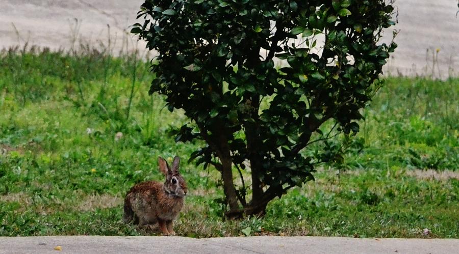 Hare Sighting Photograph by Eileen Brymer