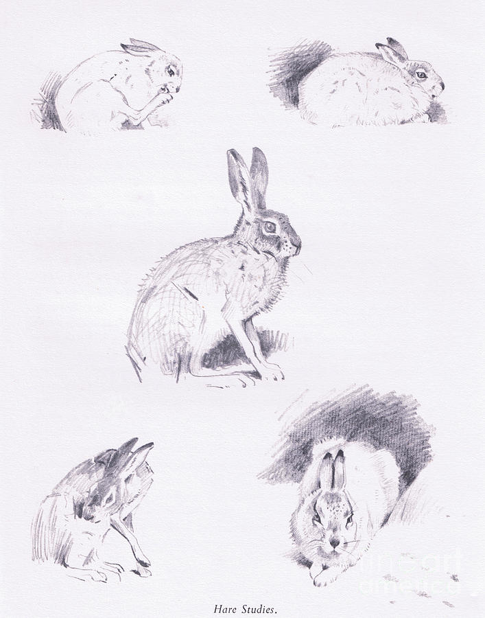 Hare Drawing - Hare studies by Archibald Thorburn Hare Drawing - Hare studies by Archibald Thorburn
