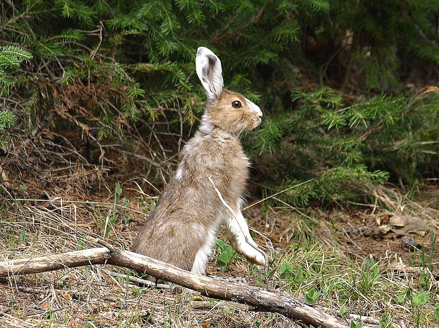 Hare That Photograph by DeeLon Merritt