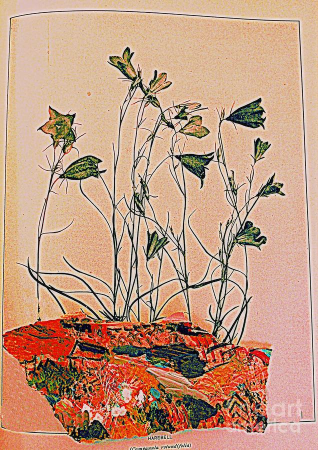 Harebell 1904 Digital Art by Nancy Kane Chapman
