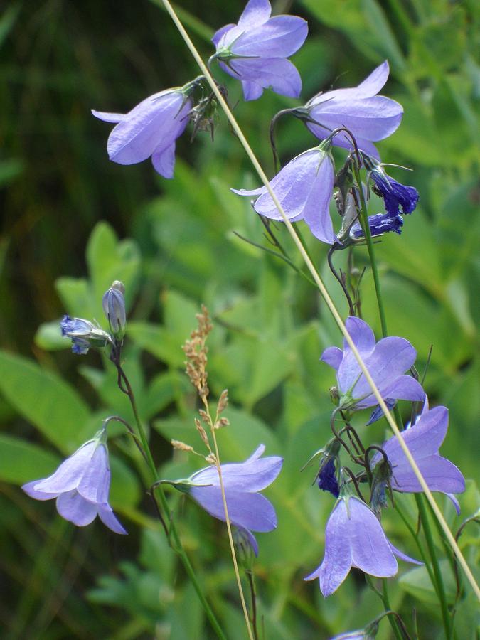 Harebells I Photograph by Mark Lehar - Fine Art America