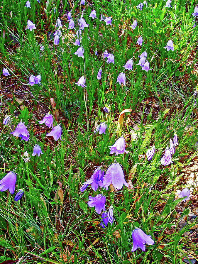 Harebells on Hurricane Hill Trail, Olympic National Park, Washington Photograph by Ruth Hager