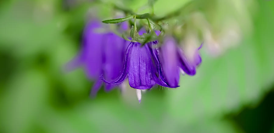 Harebells Or Bluebell Photograph by Leif Sohlman