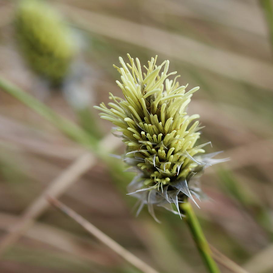 Hares Tail Cottongrass Flower Photograph