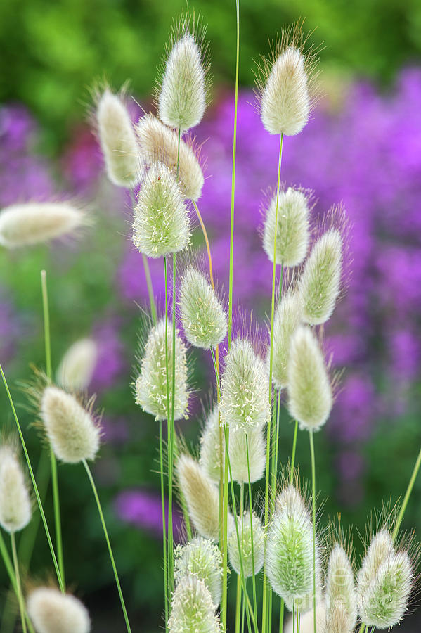 Flower Photograph - Hares Tail Grass by Tim Gainey
