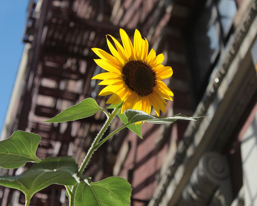 Harlem Sunflower Photograph