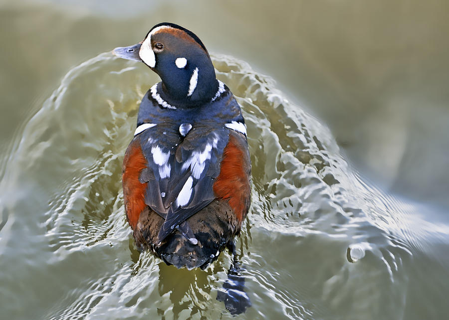 Harlequin Duck Photograph by Bill Dodsworth