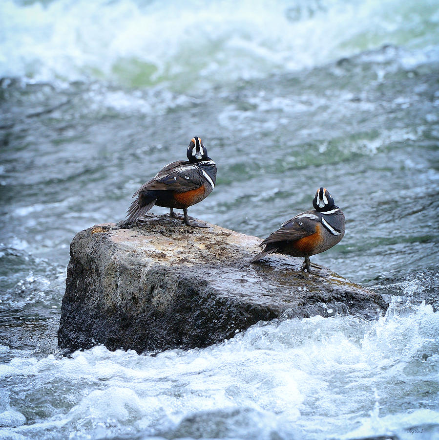 Harlequin Ducks Photograph by Greg Norrell