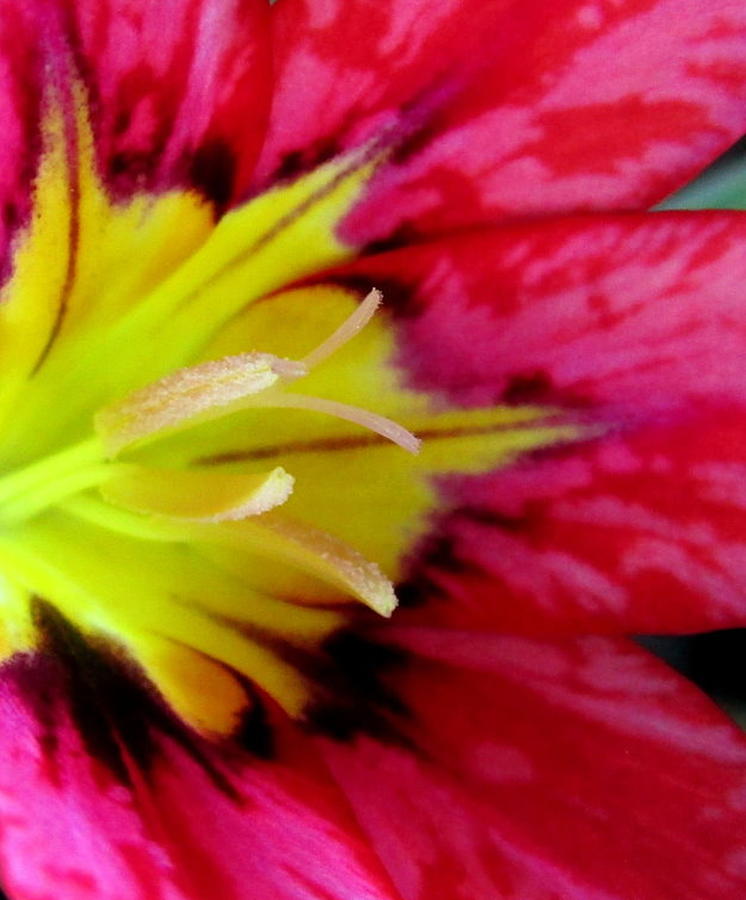 Harlequin Flower Macro Photograph by Joyce Dickens