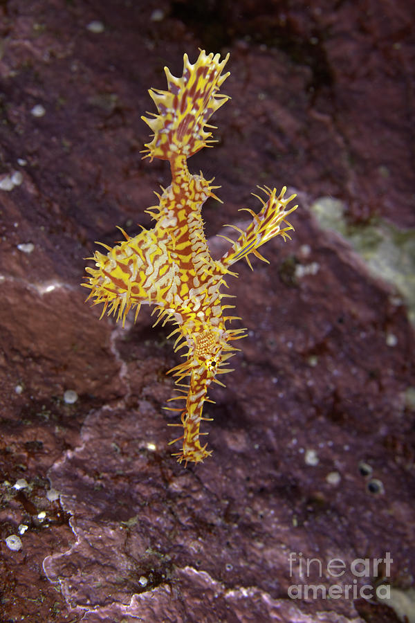 Harlequin Ghost Pipefish - Solenostomus paradoxus Photograph by Anthony Totah