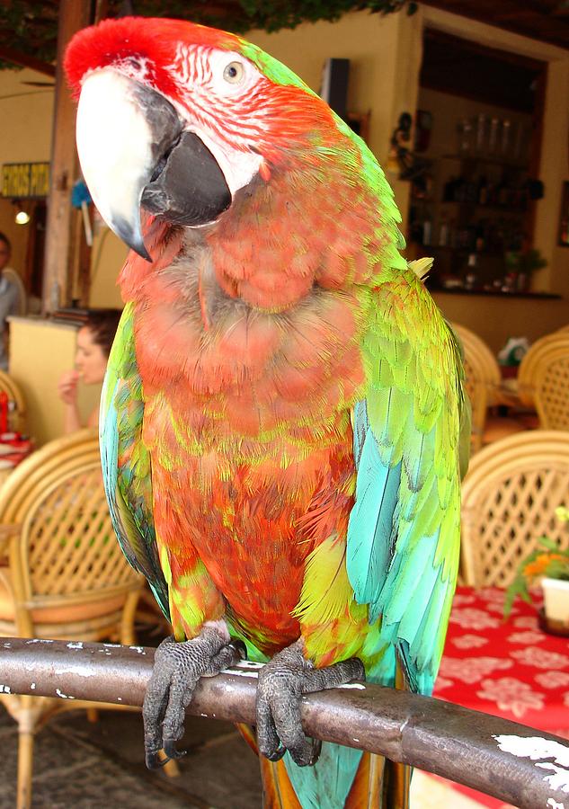 Harlequin Macaw On A Perch Photograph by Taiche Acrylic Art