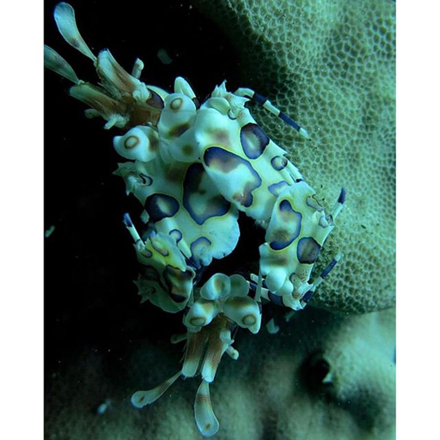 Instagram Photograph - Harlequin Shrimp, Always A Treasure To by Everett Dahlmeier
