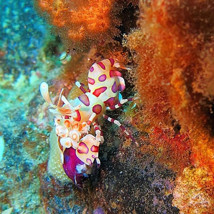 Nature Photograph - Harlequin Shrimp Munching On A Piece Of by Everett Dahlmeier