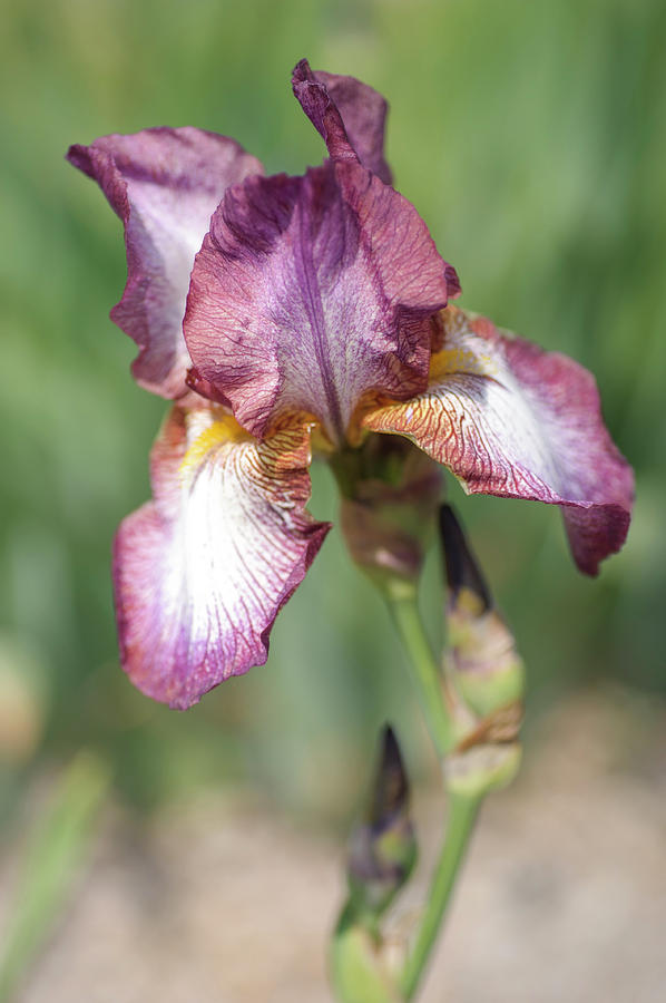 Harlequin. The Beauty of Irises Photograph by Jenny Rainbow