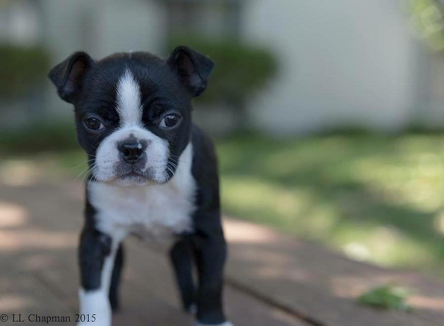Harley as a Puppy Photograph by Lora Lee Chapman