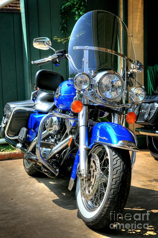 Harley in Electric Blue Photograph by Chris Dutton