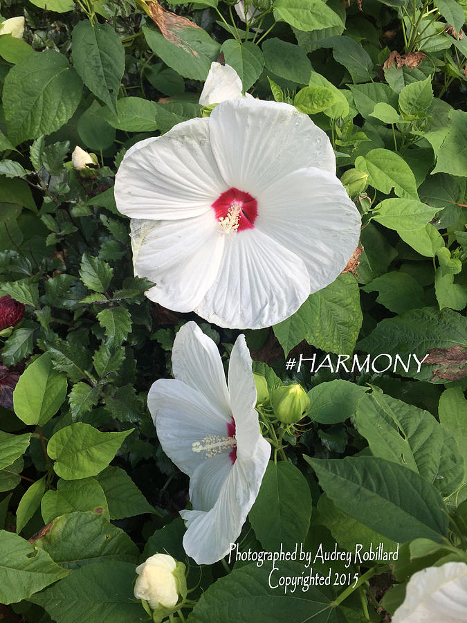 #Harmony Photograph by Audrey Robillard