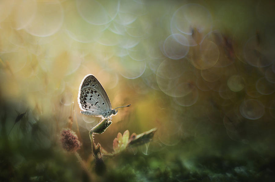 Butterfly Photograph - Harmony by Girdan Nasution
