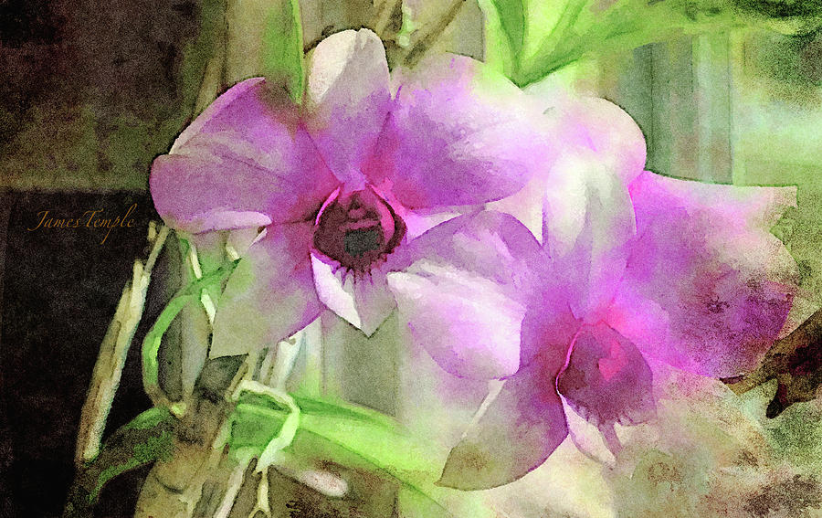 Orchids Digital Art - Harmony by James Temple