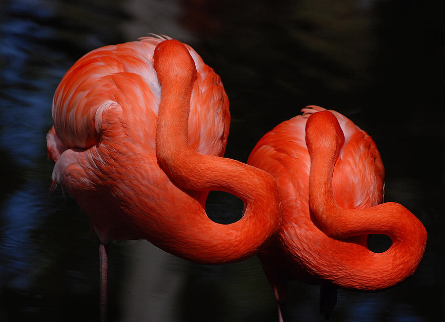 Flamingo Photograph - Harmony by Lorenzo Cassina