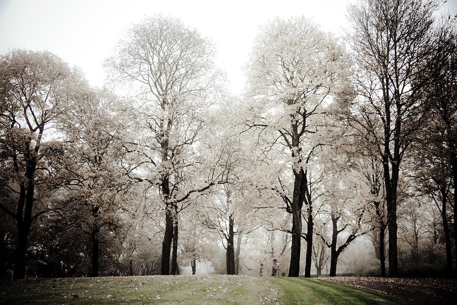 Tree Photograph - Harmony by Maggie Terlecki