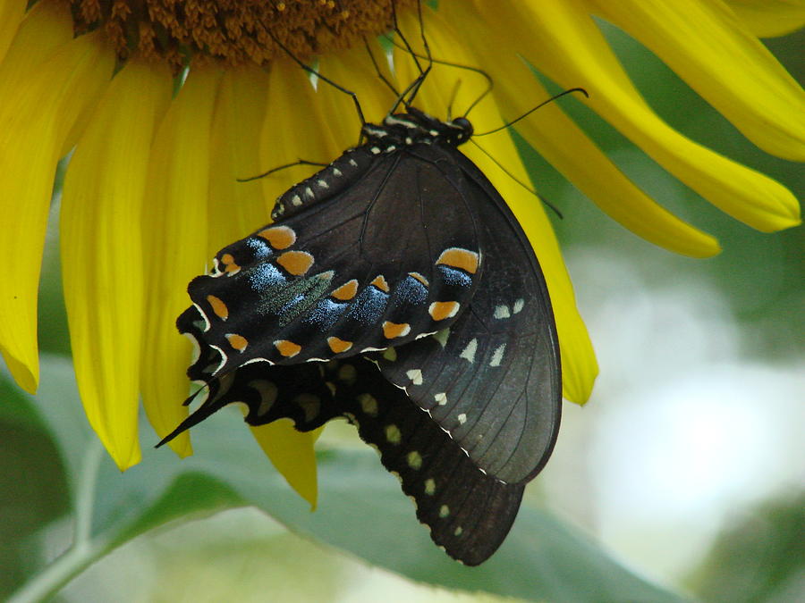 Spicebush Swallowtail Photograph by Mary Halpin