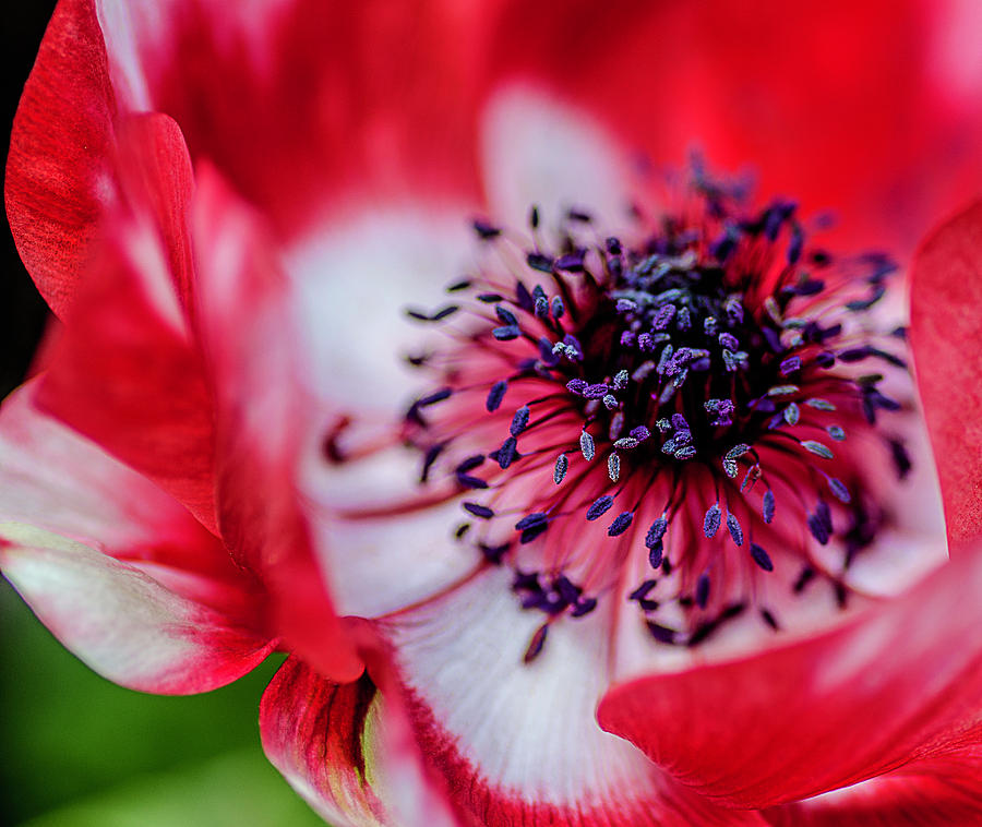 Harmony Scarlet Poppy Anemone Photograph by Julie Palencia